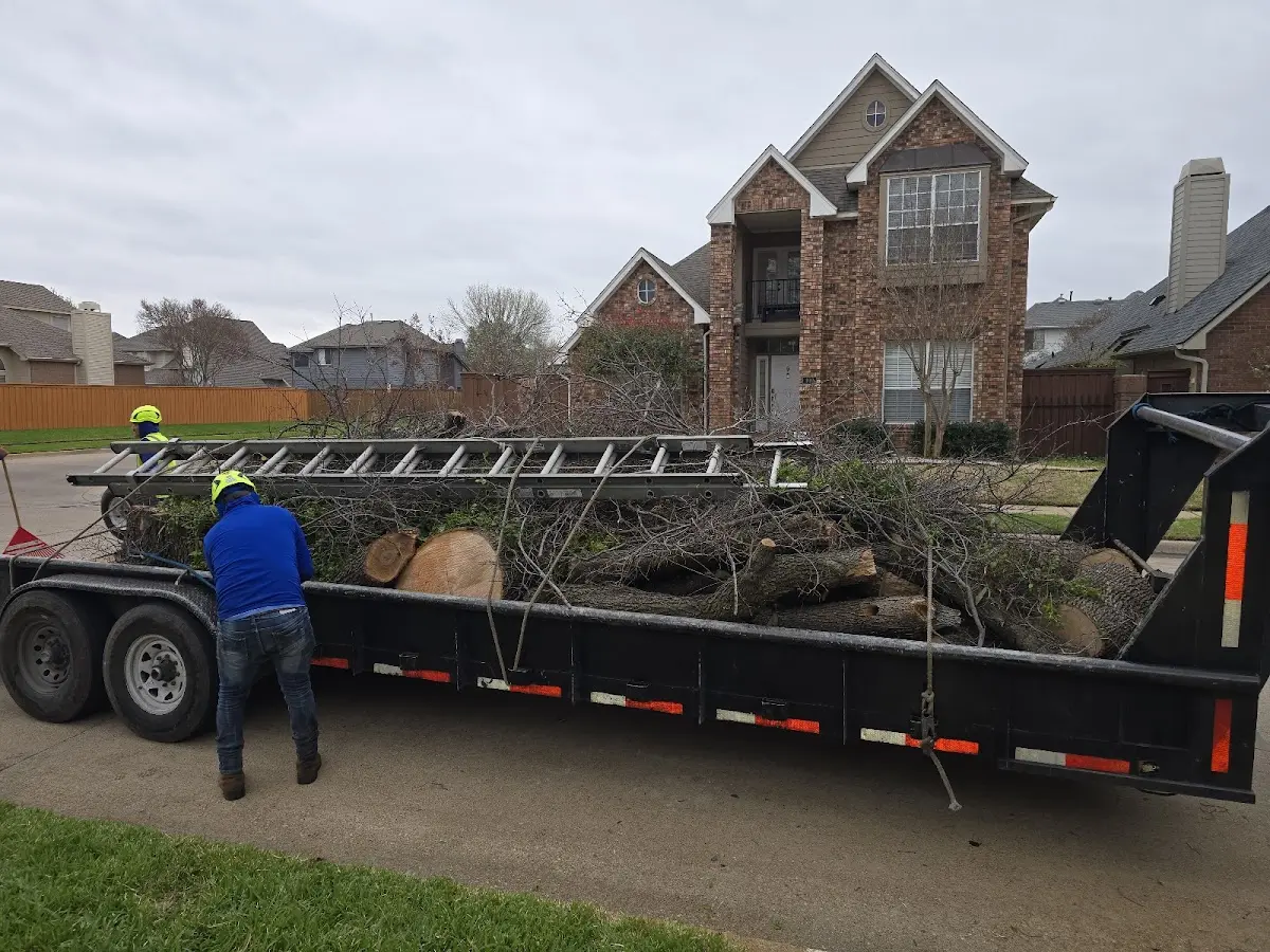 Expert Tree Removal with proper safety equipment in Crary